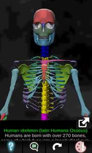 Human skeleton (Anatomy) screenshot 1