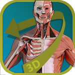 Download Visual Anatomy - Human Body