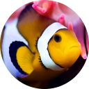 Clownfish Wallpaper New Tab icon