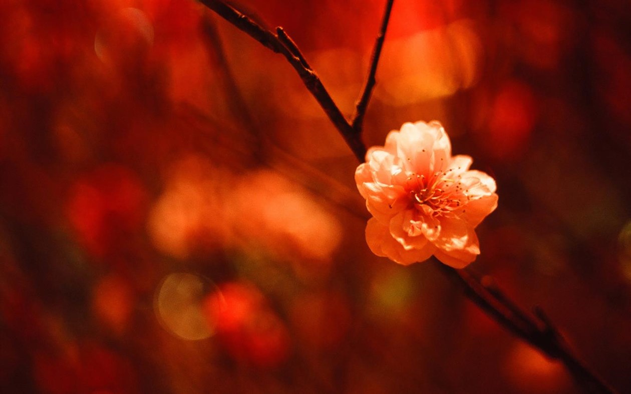 #4. The Year of the Pig (Windows) Podle: Microsoft Corporation