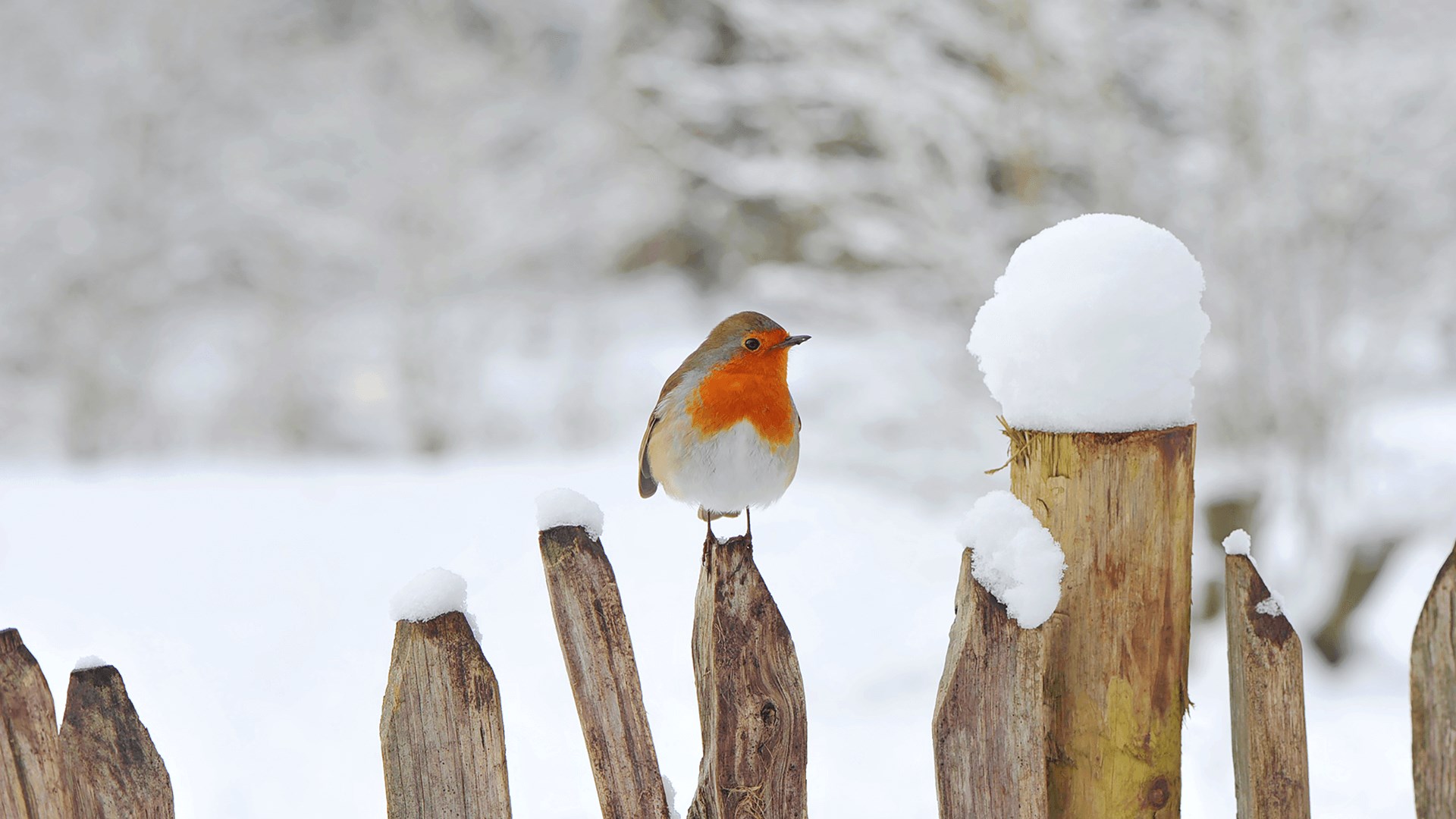 Chilly Morning を入手 Microsoft Store Ja Jp