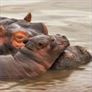 Animal Mothers 2 PREMIUM