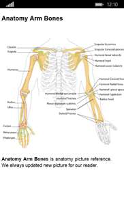 Anatomy Atlas Free screenshot 1