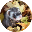 Ferret Wallpaper New Tab icon