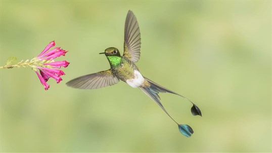 National Geographic Hummingbirds PREMIUM screenshot
