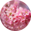 Cherry Blossom Wallpaper New Tab icon