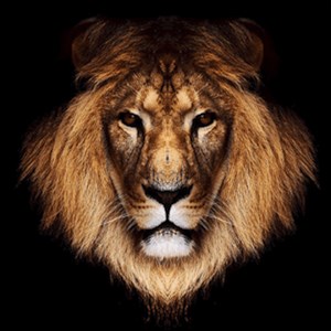 King Slots - Free Slots Casino