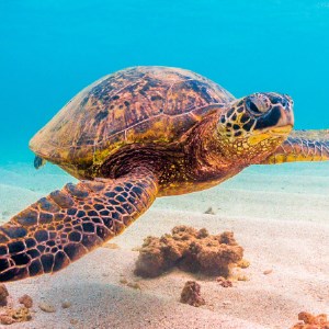 Sea Turtle - Marine Tortoise HD Wallpapers