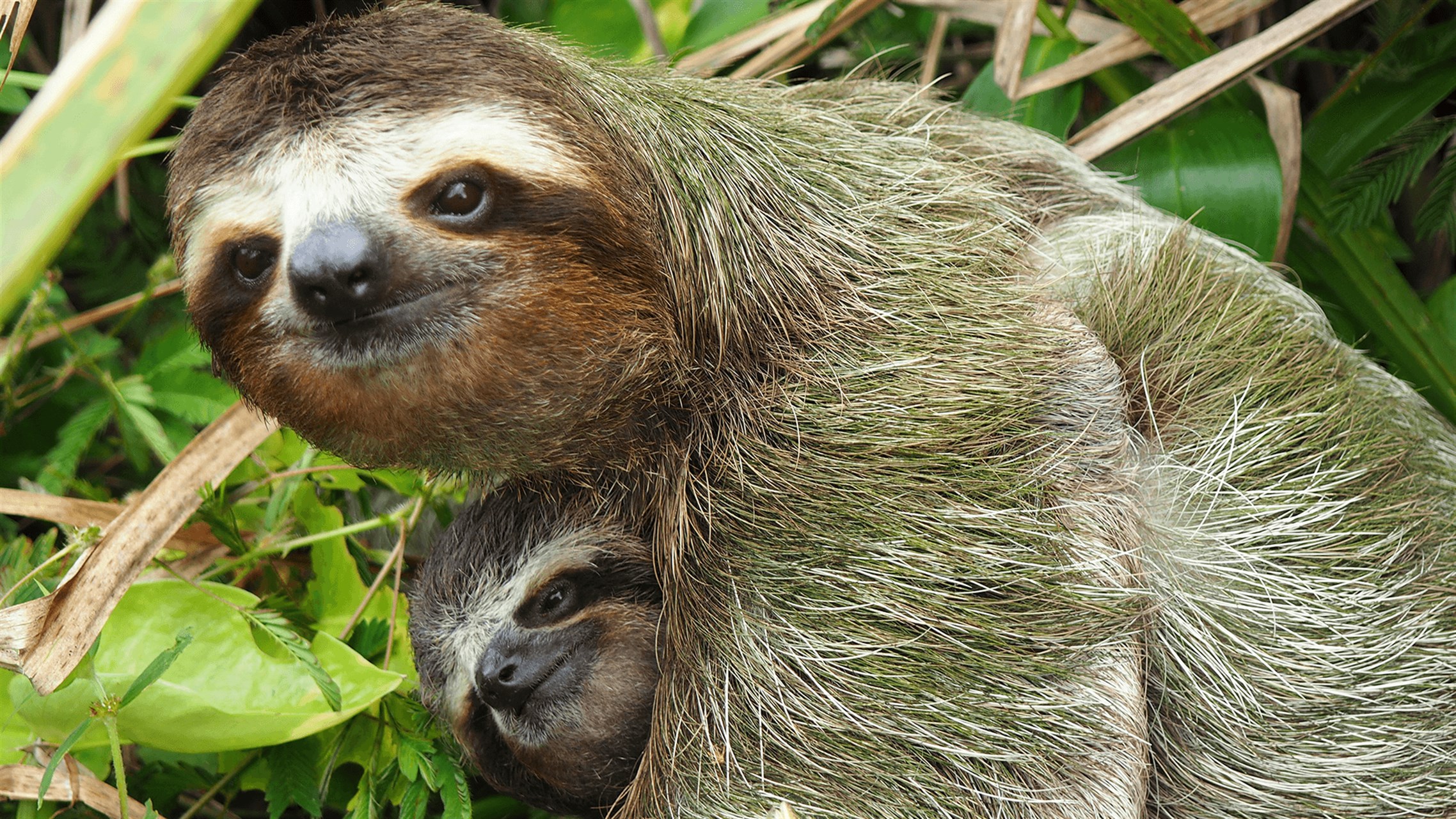 Sloths - Windows に無料でダウンロードしてインストールする