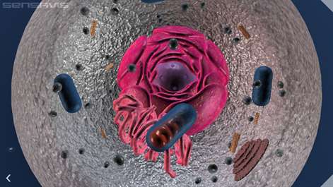 Screenshot: Animal Cell