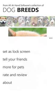 Dog Breed Wallpapers screenshot 7