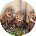 Baby Animals Wallpaper New Tab icon