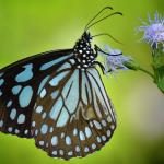 Butterflies of Nagpur by Mayur Kotlikar