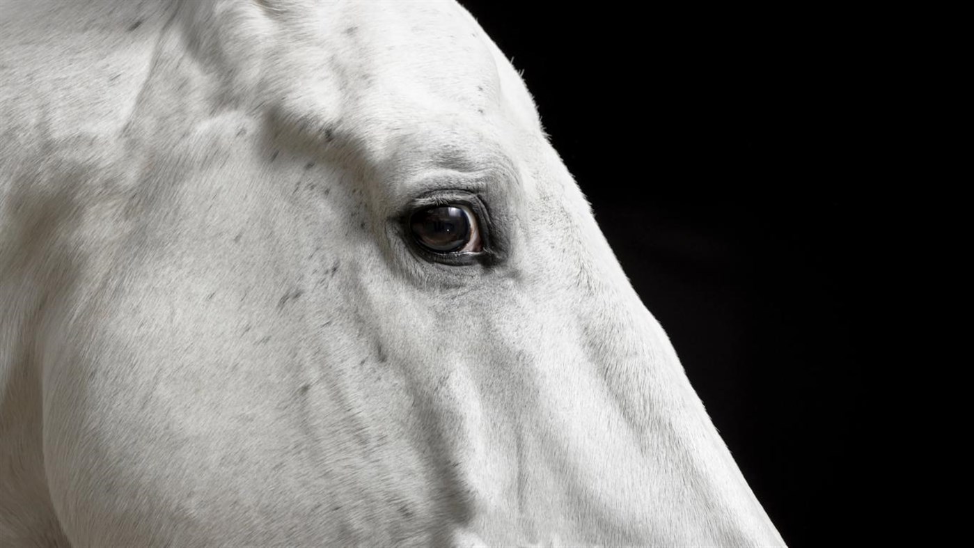 #4. Animal Portraits PREMIUM (Windows) 由: Microsoft Corporation