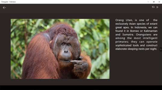 Orangutan - Indonesia screenshot 3