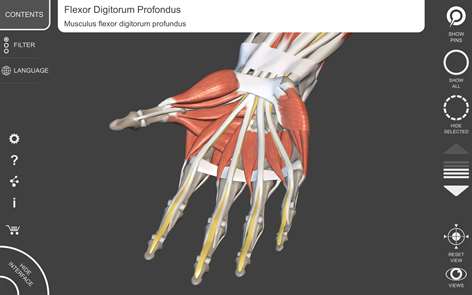 Muscular System - 3D Atlas of Anatomy Screenshots 2