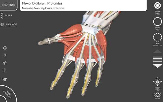Muscular System - 3D Atlas of Anatomy screenshot 2