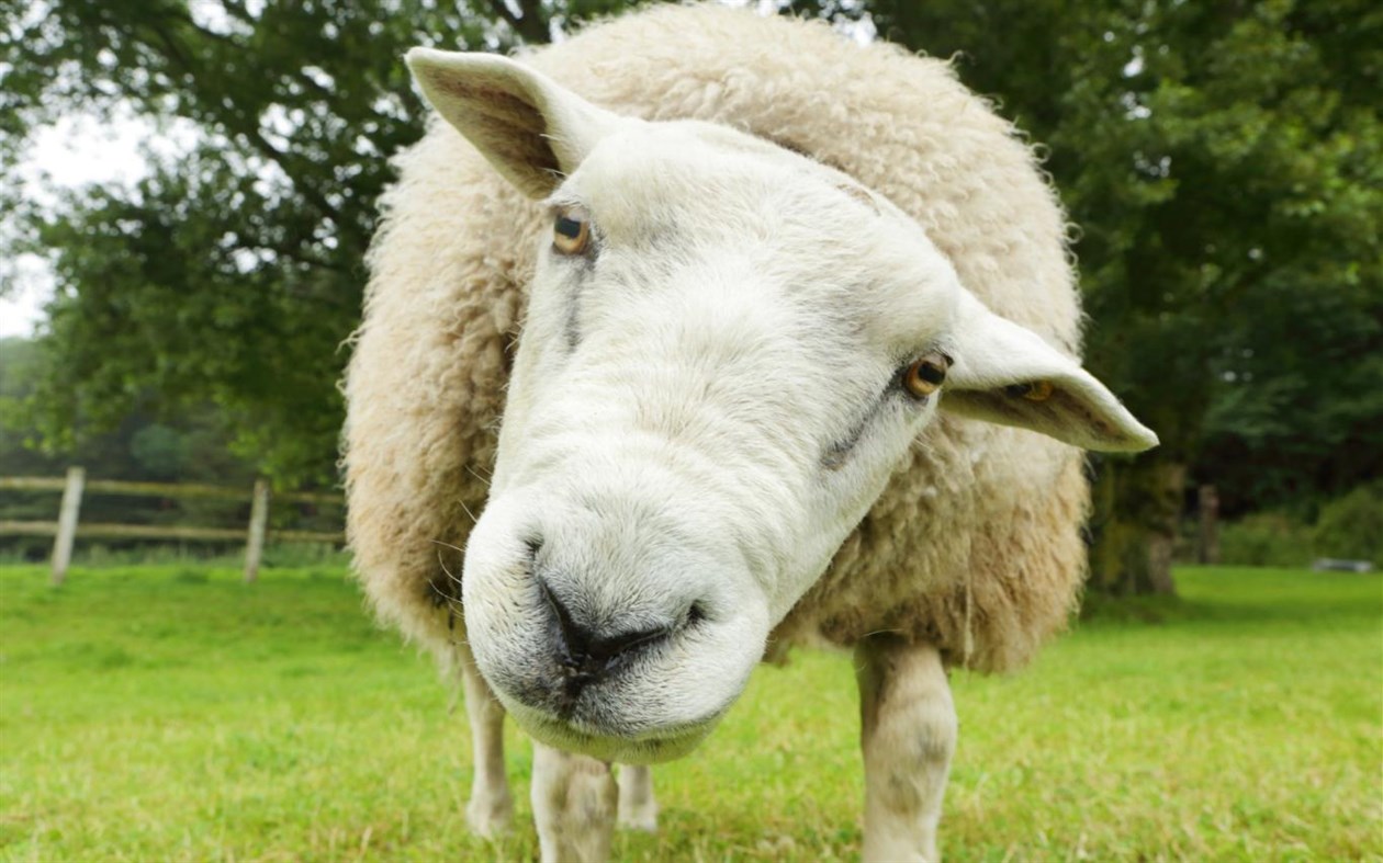 #1. Sheepish (Windows) 由: Microsoft Corporation