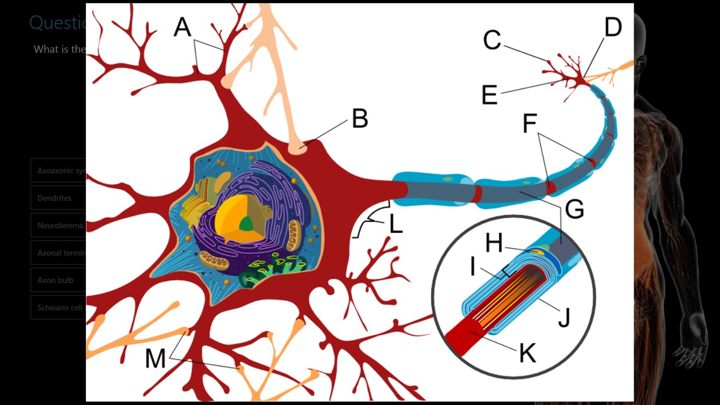 #3. Human Anatomy and Physiology Quiz (Windows) Podle: Led Industries