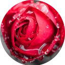 Rose Wallpaper icon