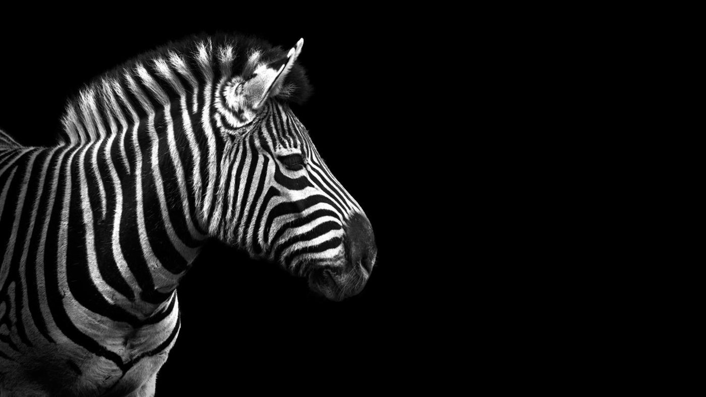 #2. Animal Portraits PREMIUM (Windows) 由: Microsoft Corporation