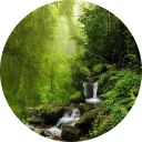 Forest Wallpaper icon