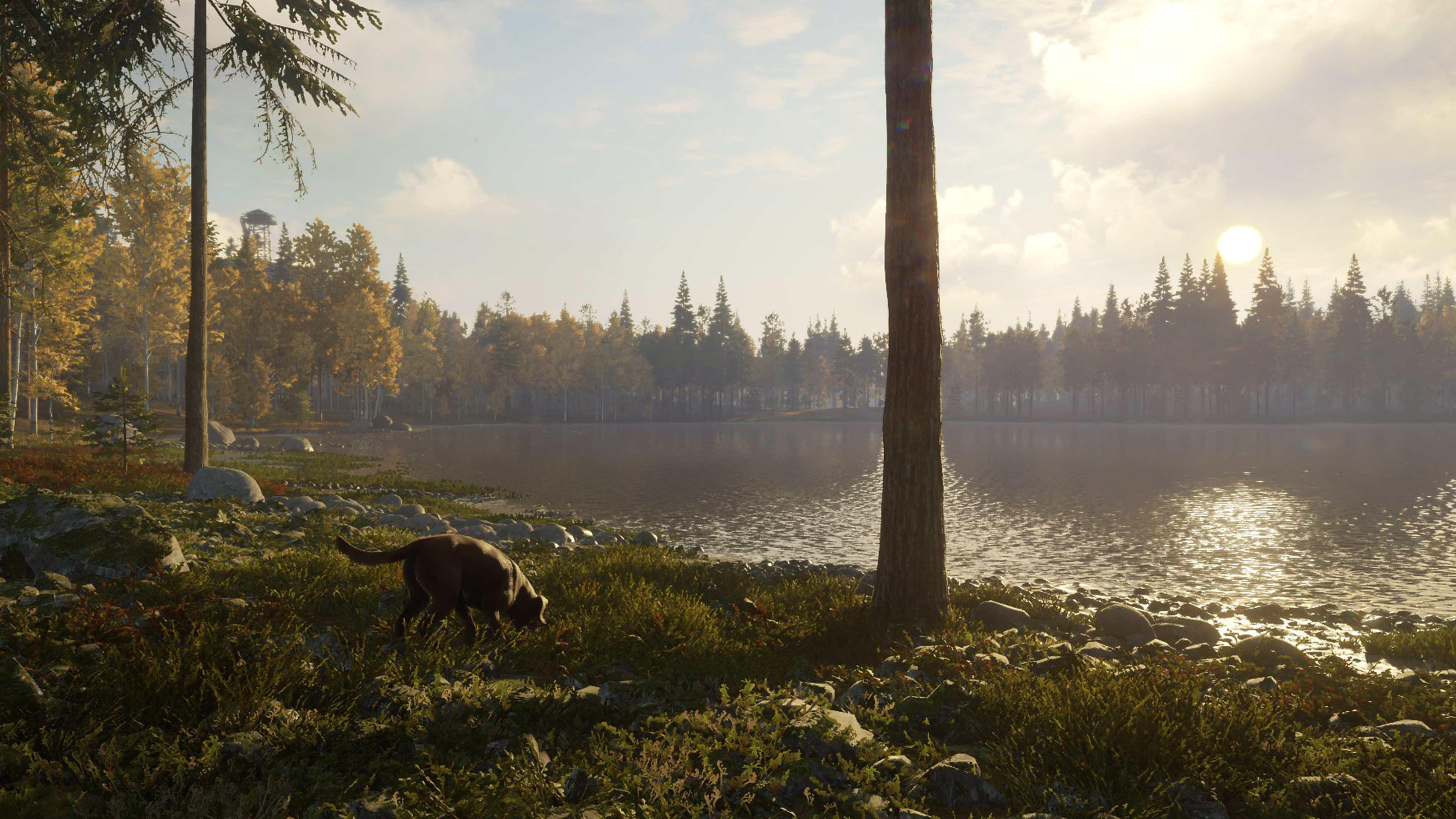 theHunter: Call of the Wild™ - Labrador Retriever - Windows 10 | Xbox | Chiave | Privato