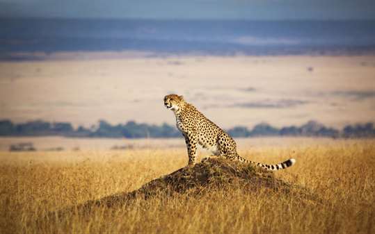 An African Safari screenshot 1