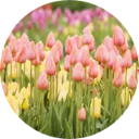 Tulip Wallpaper New Tab icon
