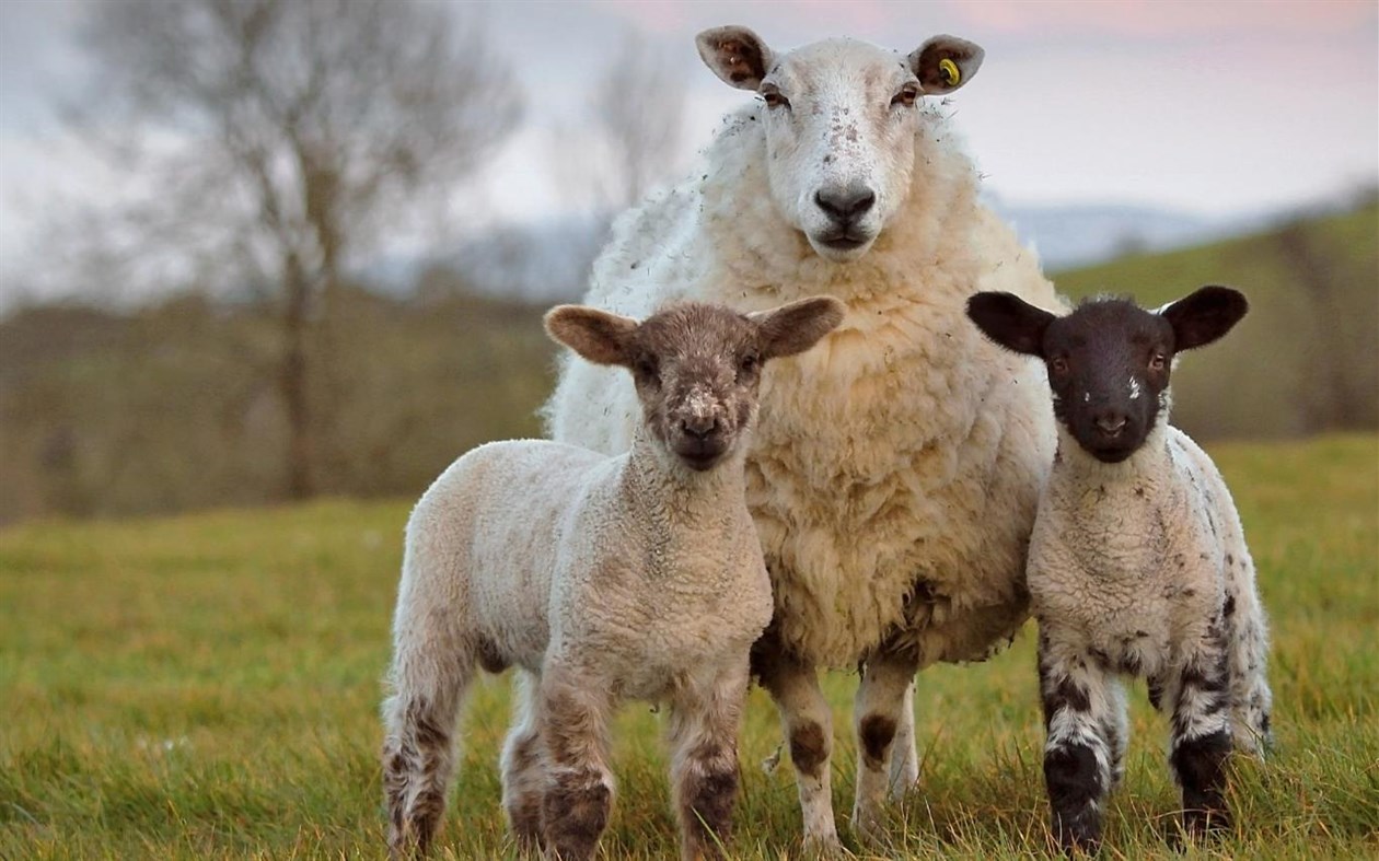 #2. Sheepish (Windows) 由: Microsoft Corporation