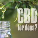 CBD Oil For Dogs Photo New Tab