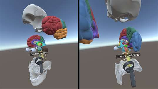 Brain Anatomy VR screenshot 3