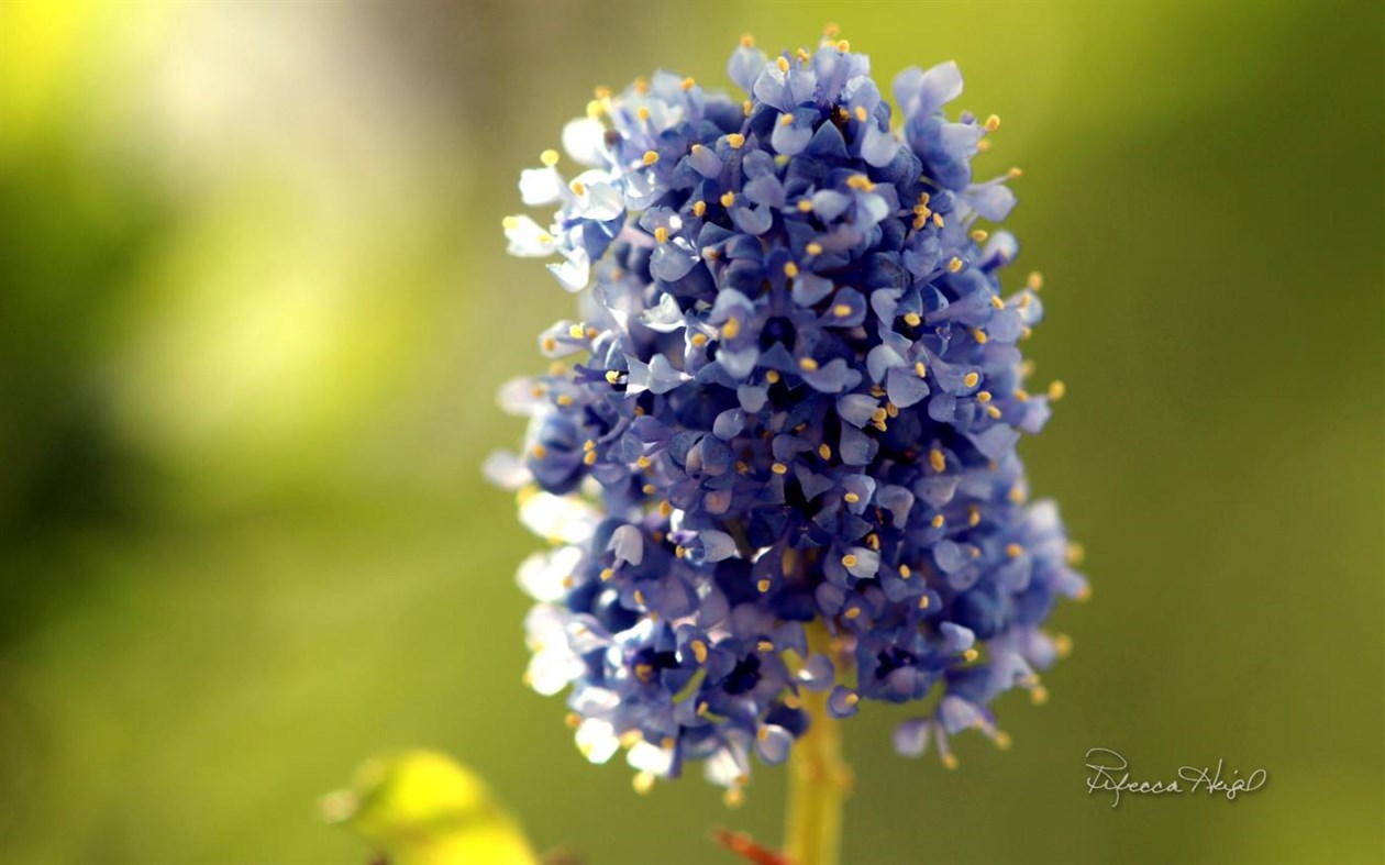 #4. Spring Blooms 2 by Rebecca Heigel (Windows) 由: Microsoft Corporation