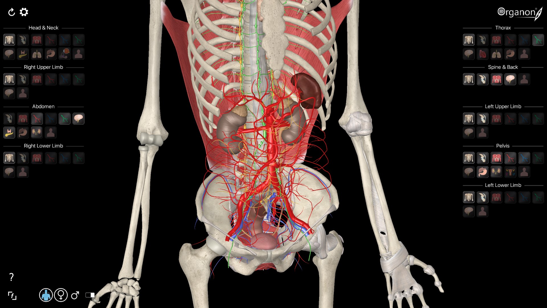 Анатомия 2018. 3d Organon. 3d Organon Anatomy. Анатомия фото на заставку.