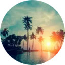 Palm Trees Wallpaper New Tab - Microsoft Edge Addons