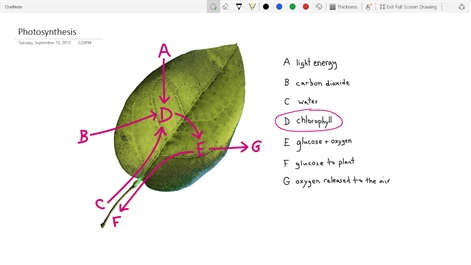 OneNote Screenshot