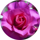 Flower Wallpaper New Tab icon