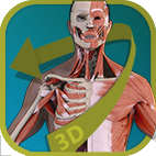 Visual Anatomy - Human Body