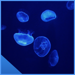 Colorful Jelly Fishes