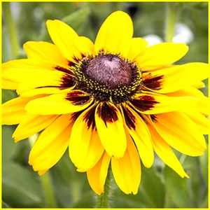 get flower wallpapers hd plus microsoft store en tl