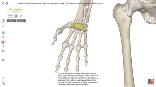 3D Organon Anatomy - Skeleton, Bones, and Ligaments screenshot 4