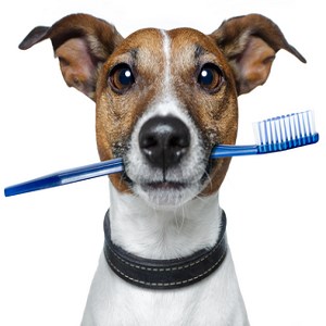 Download Dog Care Tips