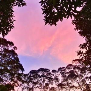 Eucalyptus Twilight Glow
