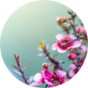 Flowers Wallpaper New Tab icon