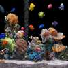 Aquarium Wallpapers