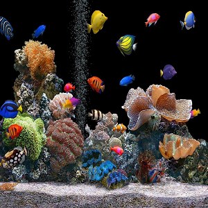 Aquarium Wallpapers Beziehen Microsoft Store De De