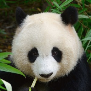 My Panda – Lovely Pandas & Bears Wallpapers icon