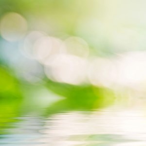 Green Tree and Lake Defocus