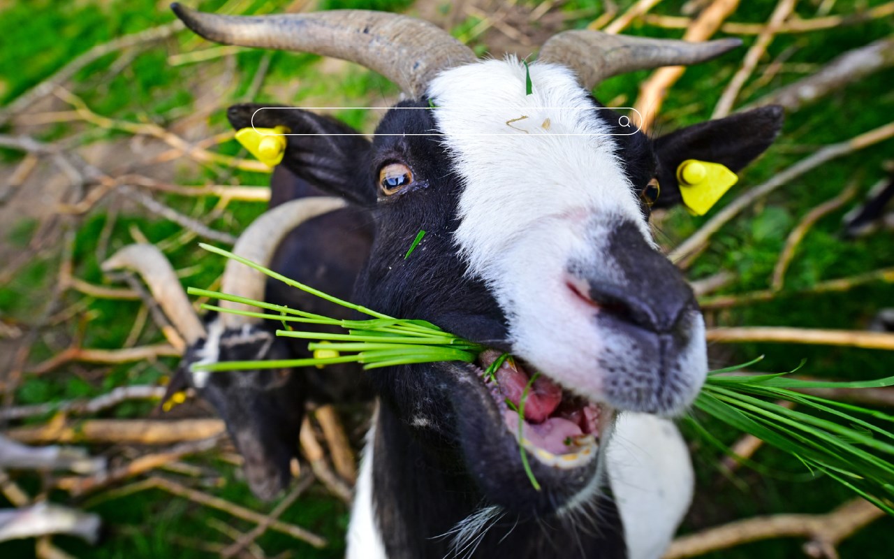 Funny Goats HD Wallpapers New Tab Theme