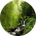 Forest Wallpaper New Tab icon